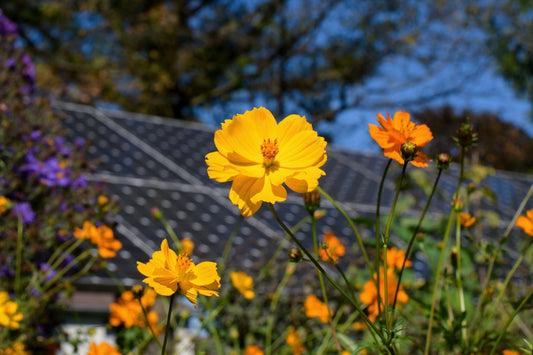 Sun Perennials: Vibrant Blooms You’ll Love