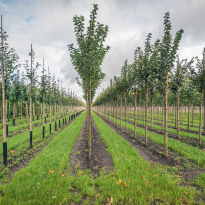 What Questions Should I Ask Before Choosing a Nursery