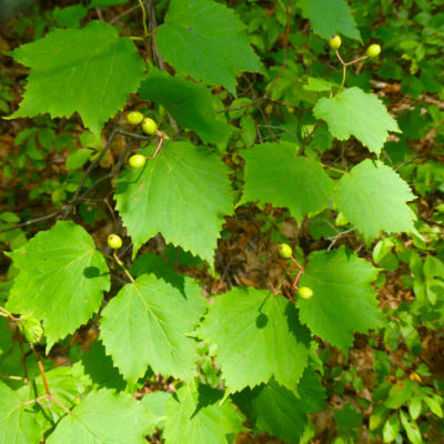Maple Leaf Viburnum Offers White Blooms and Fall Color