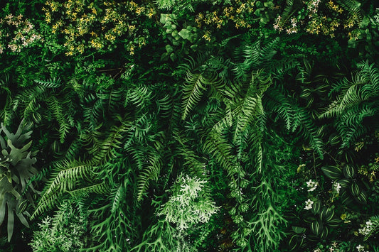 The Allure of Dark Foliage