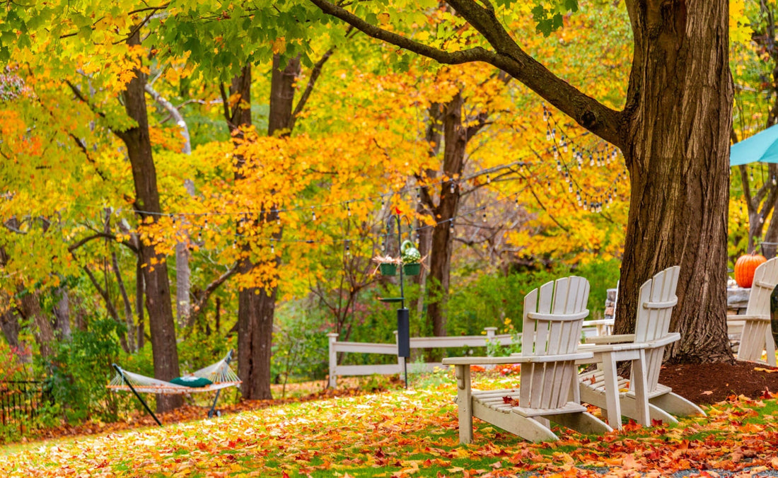 From Green to Gold: The Magic of Leaf Transformation in Autumn