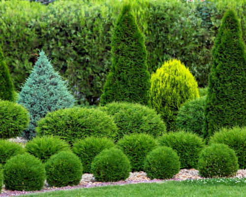 Evergreen Shrubs For Your Garden