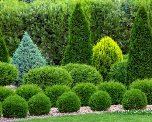 Evergreen Shrubs For Your Garden Tennessee Wholesale Nursery