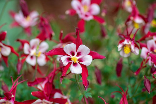Perennials Perfect For Zone 3