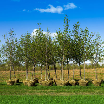 How Can I Tell if My Tree Is Healthy