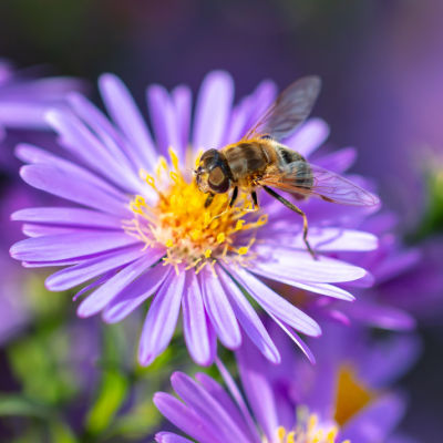 These Plants and Shrubs Help Bees
