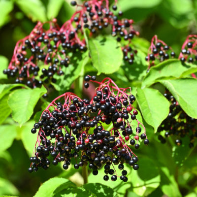 Dazzling Elderberry Tree