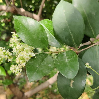 What Is A Wax Leaf Privet Trees