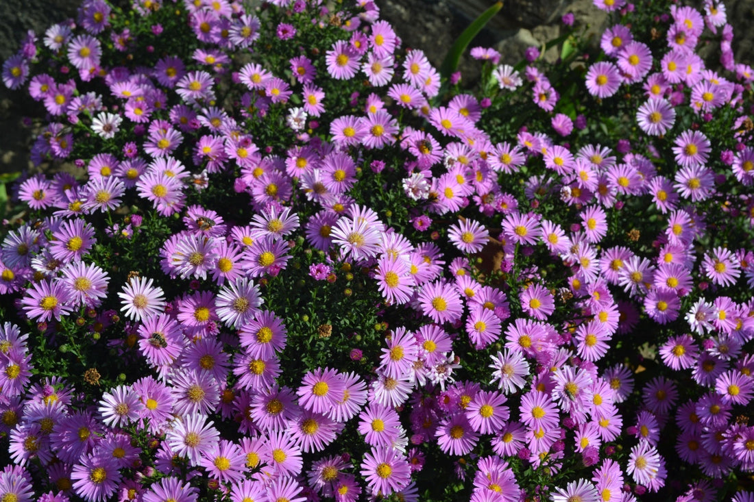 Late-Season Blooms That Dazzle