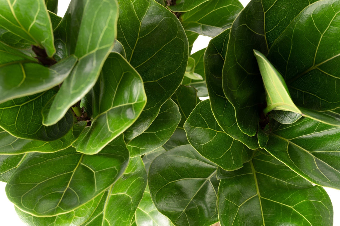Fiddle Leaf Fig A Bold Lush Statement