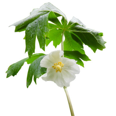 May Apples are a Perennial Wood Favorite