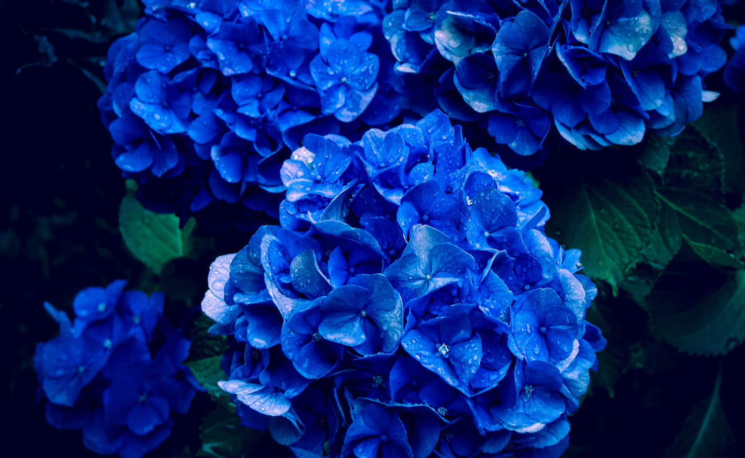 Blue Hydrangea: Nature's Fast-Growing Elegance