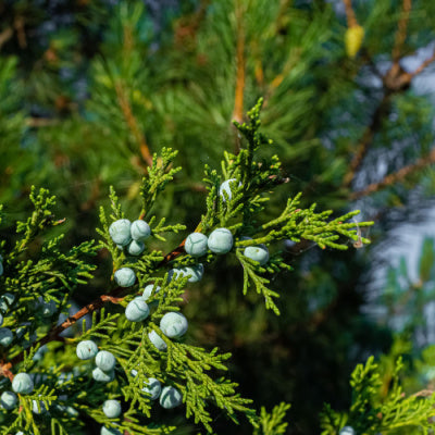 The Infamous Eastern Cedar Tree