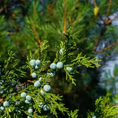 The Infamous Eastern Cedar Tree Tennessee Wholesale Nursery