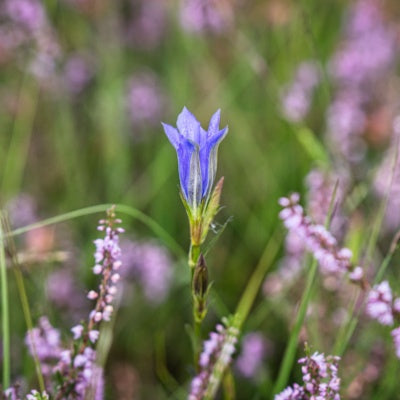 Melding Ancient with Modern