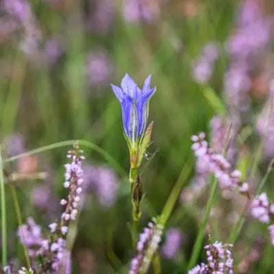 Melding Ancient with Modern Tennessee Wholesale Nursery