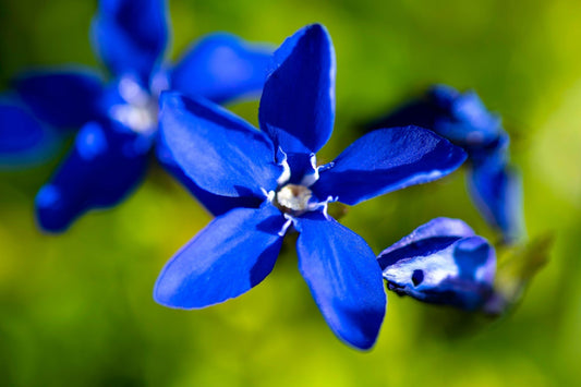Gentian Violet: Regal Blue Blooms