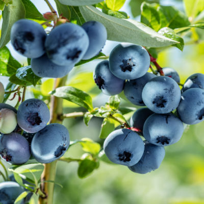 Advantages Of Berry Bushes
