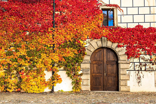 virginia creeper