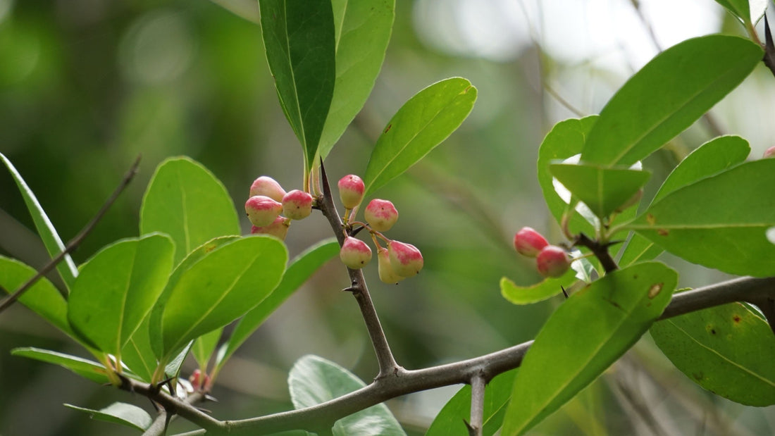 The Chickasaw Plum Tree