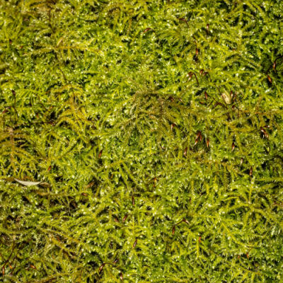 The Uses Of Shade Moss