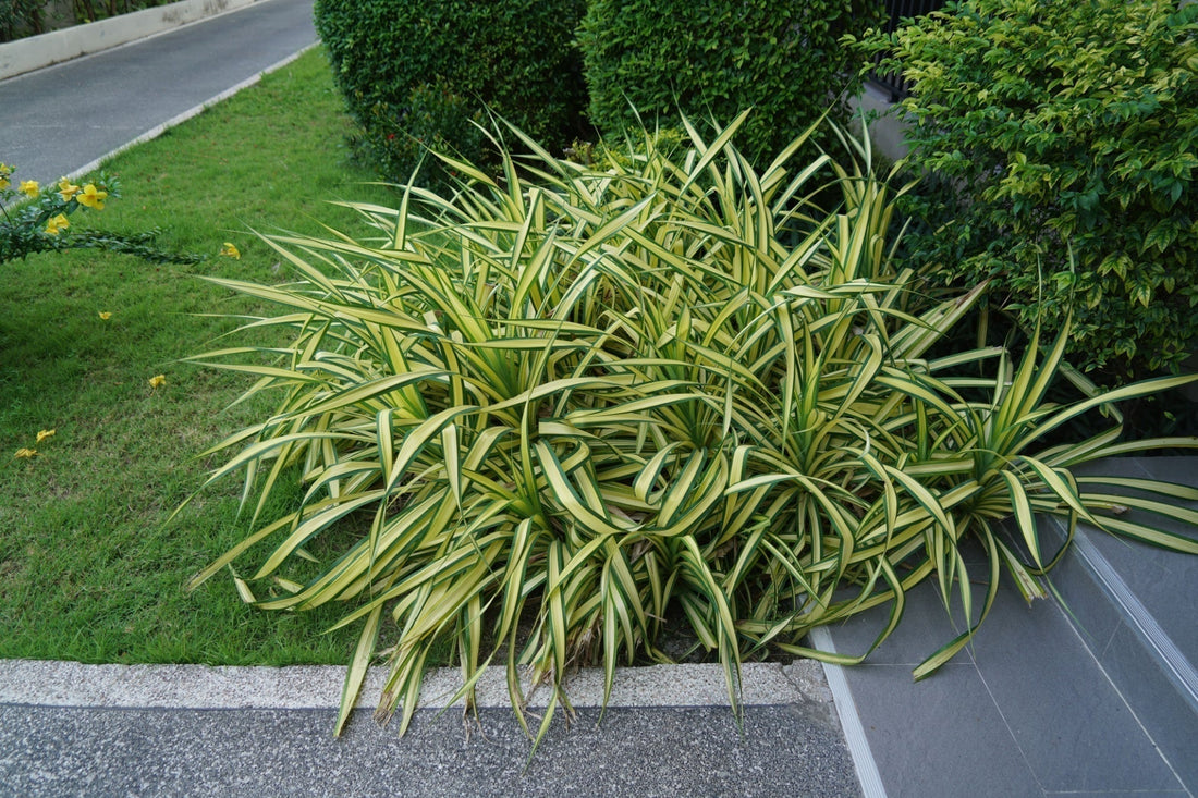 Palm Sedge: Versatile, Easy-Grow Ornamental