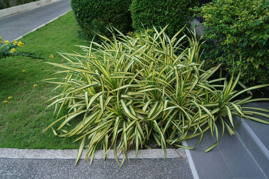 Palm Sedge: Versatile, Easy-Grow Ornamental