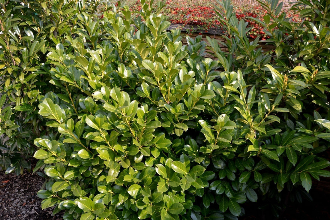 Top Evergreens for Zone 8 Gardens
