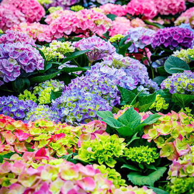 Hydrangeas Are Remarkable