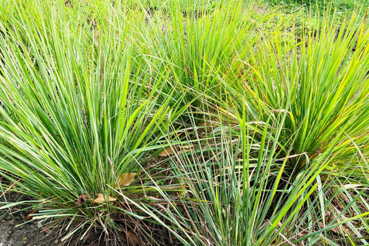 lemon grass