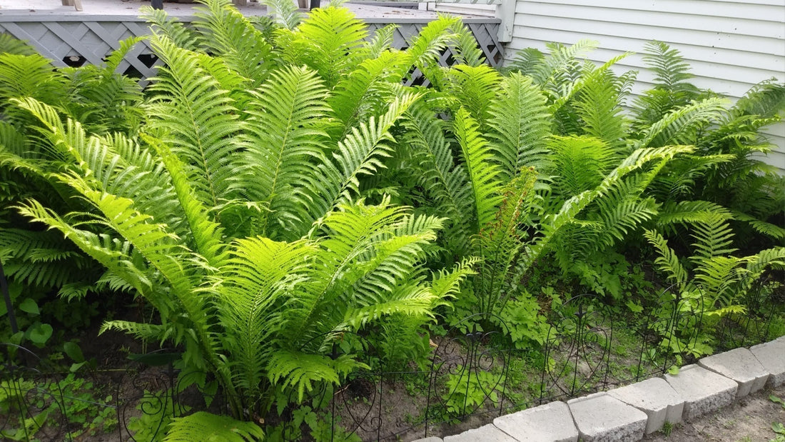 fern garden