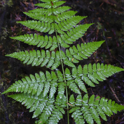 Toothwood Fern Delicate-Looking Beauty and Rugged Survivor