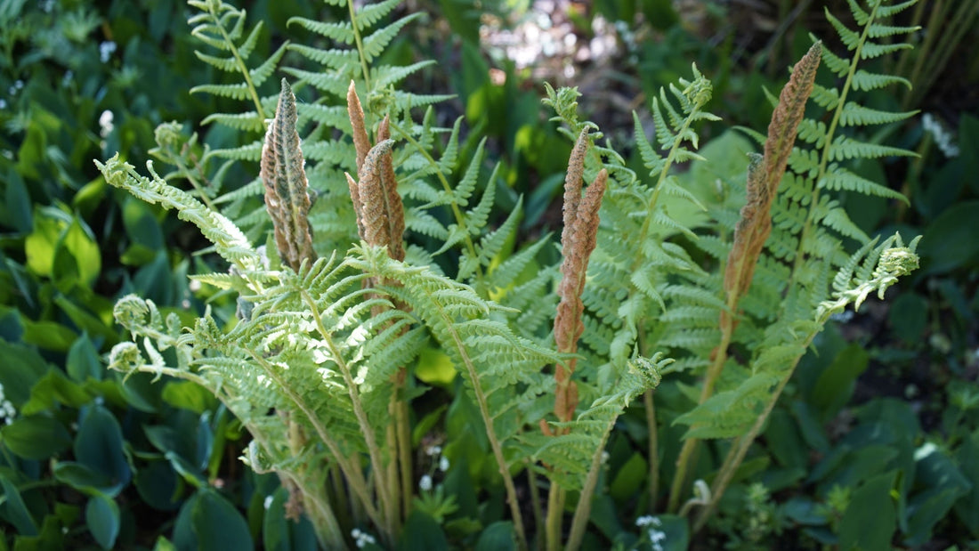 fern garden