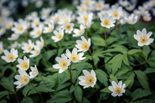 Thimbleweed: A Unique Ornamental Choice