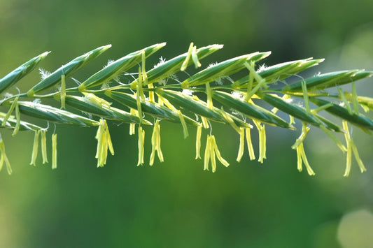 Lolium perenne