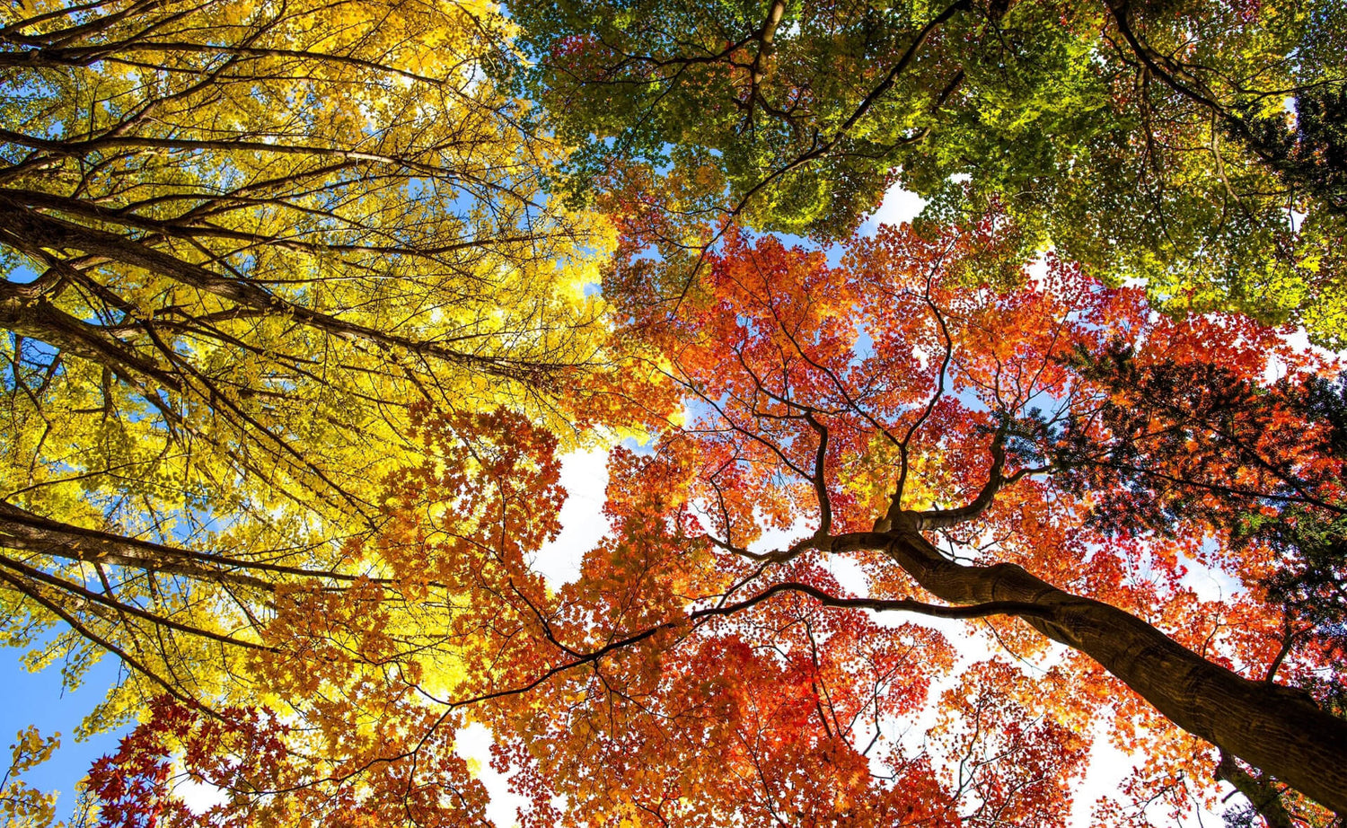 Nature's Canvas: A Guide to Captivating Autumn Foliage