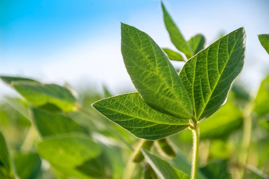 Gardening Practices for a Healthier Planet
