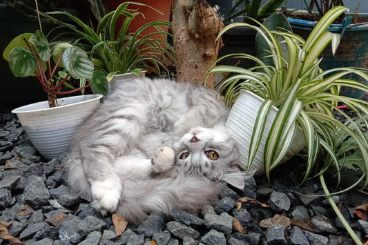 Are Spider Plants Safe for Cats?