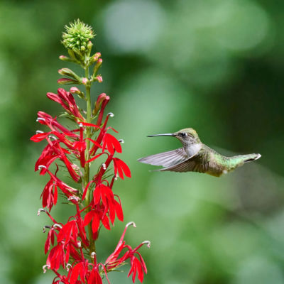 Red Cardinal Flower Is Native to the United States