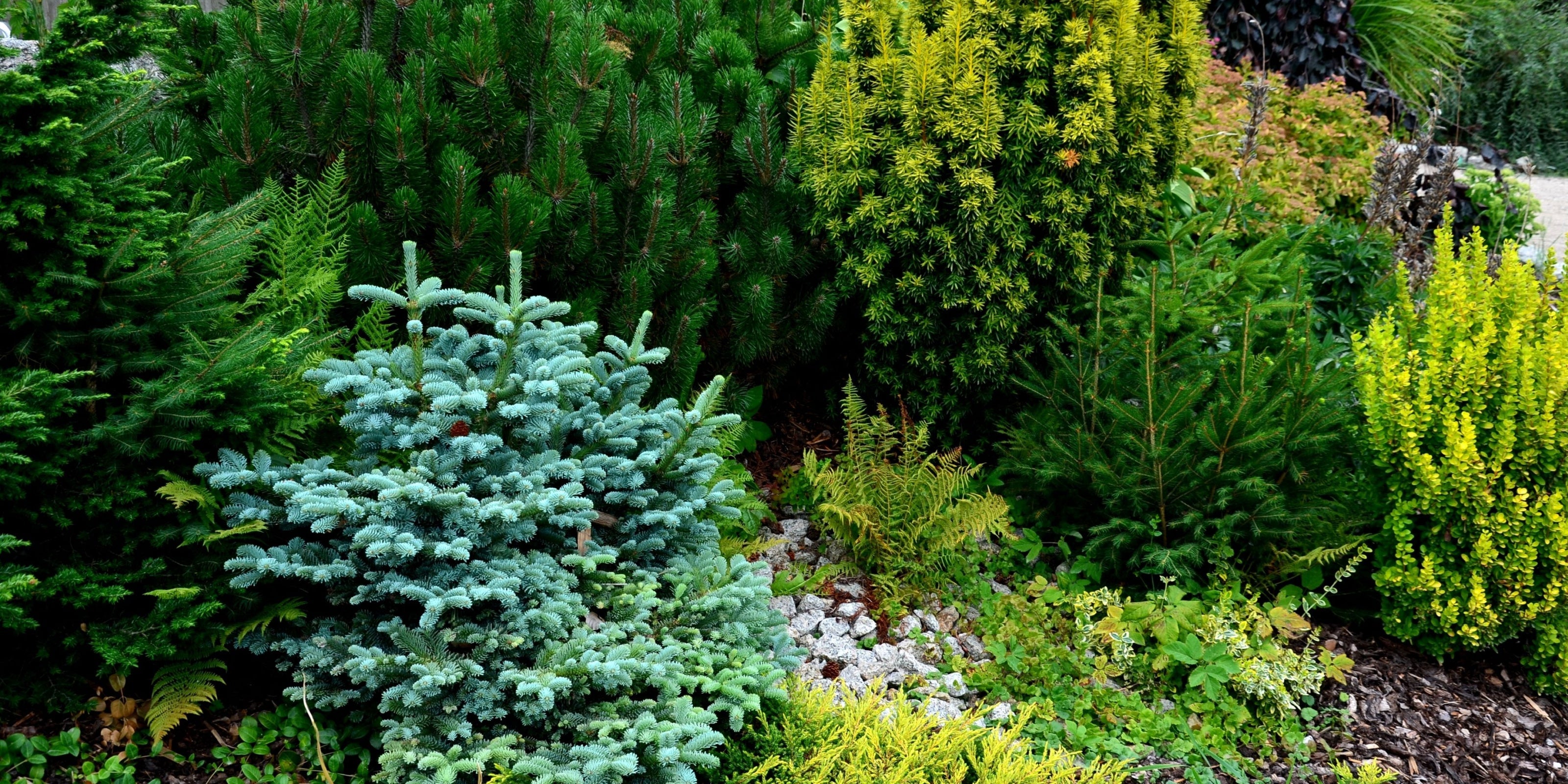 Evergreen Conifers for Year-Round Landscape Color – Tennessee Wholesale ...