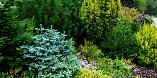 Evergreen Conifers