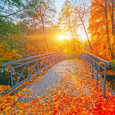 Select Trees & Shrubs For Brilliant Fall Foliage