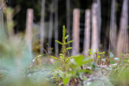 Trees, Shrubs, & Taxes: Are They Deductible?