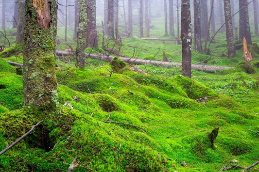 Why Carpet Moss Is the Secret Weapon for Native Plant Gardens