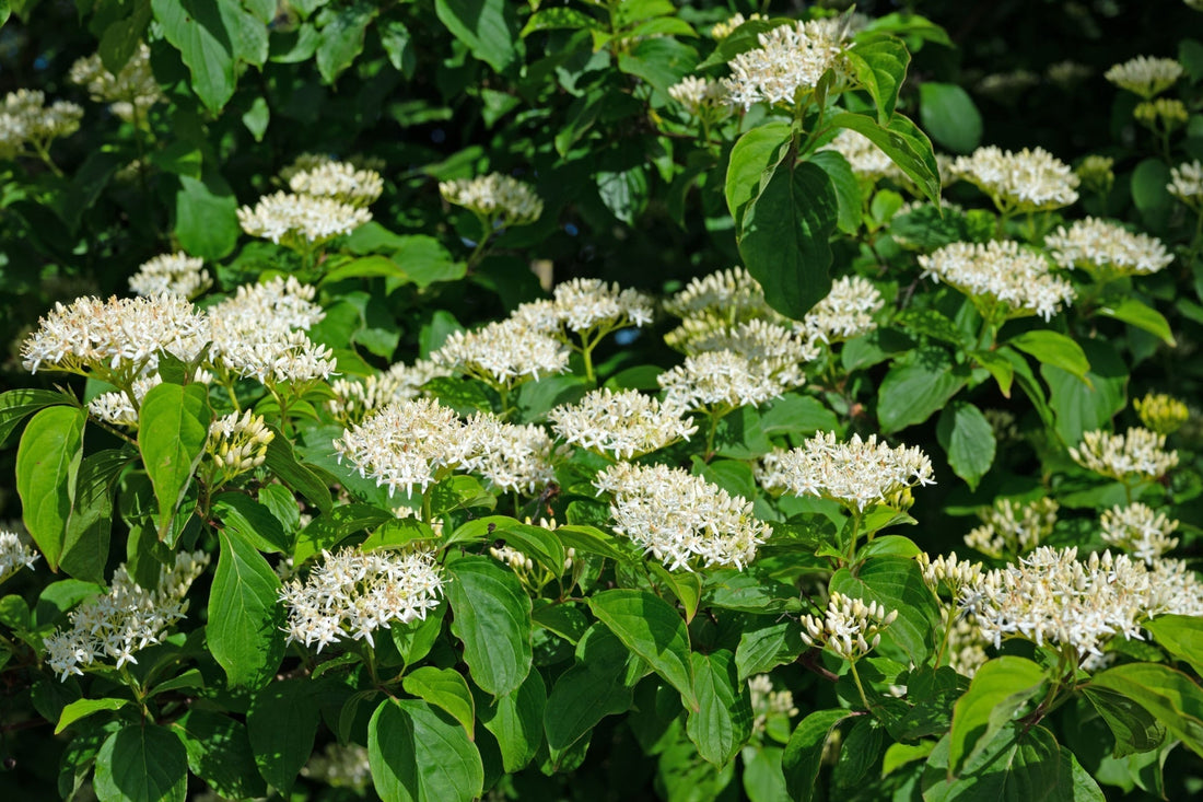 Dog wood trees
