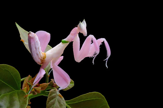 Fireflies in the Garden Tennessee Wholesale Nursery