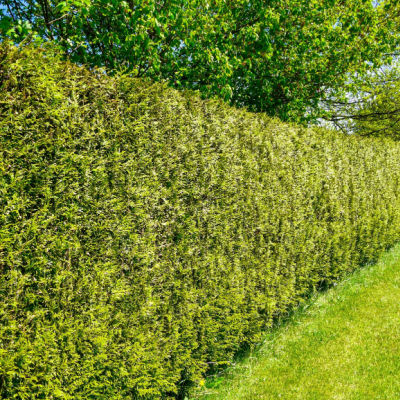 Plant A Privacy Hedgerow Using Flowering Shrub