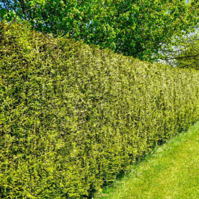 Plant A Privacy Hedgerow Using Flowering Shrubs