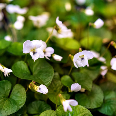The White Violet Plant is a Shade-Loving Perennial