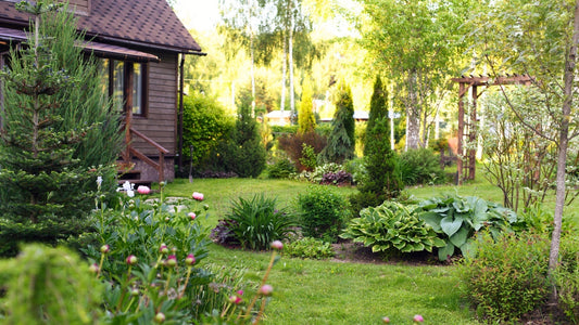 Native Plants in Sustainable Gardening